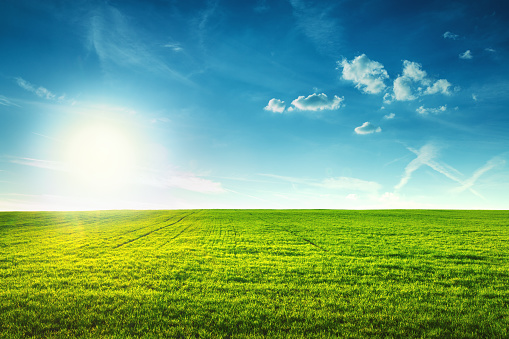 Blue sky over rolling hills of young green grain crops; global shortages due to supply chain issues are causing prices of wheat to rise.  Shot in Idaho, USA.