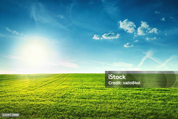 Field Of Spring Fresh Green Grass Stock Photo - Download Image Now - Agricultural Field, Grass, Sky