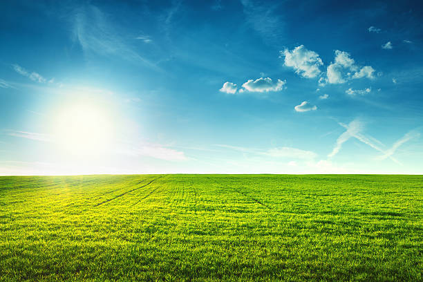 campo de primavera de grama verde fresco - agriculture blue field grass - fotografias e filmes do acervo