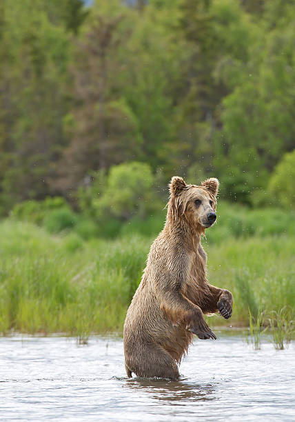 istock Grizzly bear standing in the river 520972914