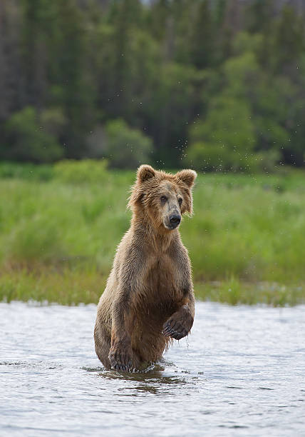 istock Grizzly bear standing in the river 520972980