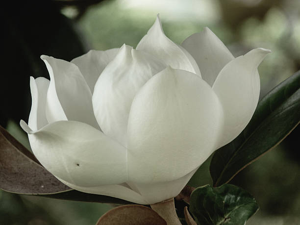 белый, магнолиевый блоссом лепестки цветов с растительным селективный фокус - magnolia southern usa white flower стоковые фото и изображения