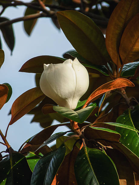 белый, магнолиевый блоссом цветок лепестки дерево ботанический селективный фокус - magnolia southern usa white flower стоковые фото и изображения