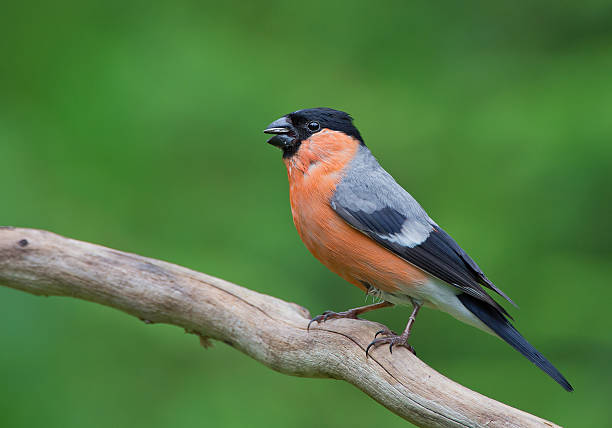 istock Eurasian bullfinch sitting on the branch 520973548