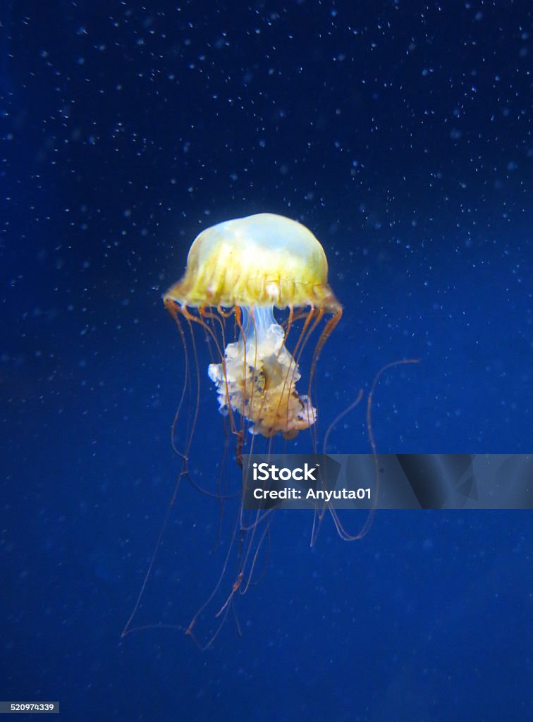 Jellyfish Jellyfish in blue ocean. Biology Stock Photo