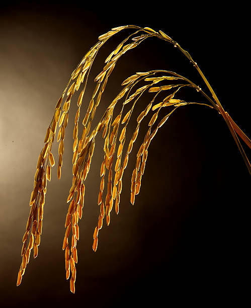 金の米 - autumn harvesting stationary life ストックフォトと画像