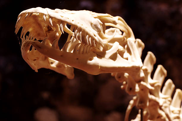 A crocodile skull on a pink plain background.