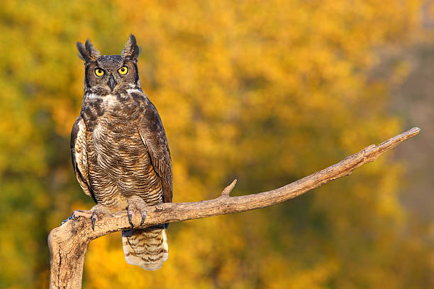 istock Great horned owl sitting on a stick 520974853