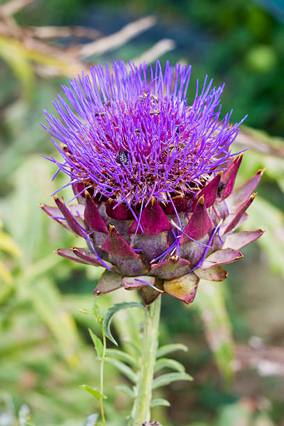 Artichoke flowering Artichoke flowering Artichoke stock pictures, royalty-free photos & images