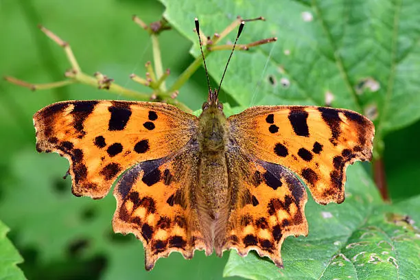 Unusually shaped butterfly in the family Nymphalidae, with black and orange upper surface of wings on display