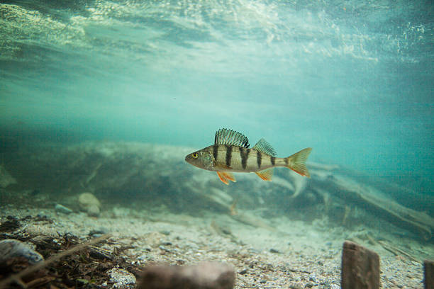 empoleirar nadando debaixo d'água - perch - fotografias e filmes do acervo