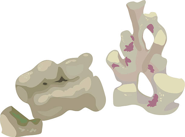 Stonefish Vector 10+ Stonefish Stockillustraties, royalty-free vector illustraties en ...