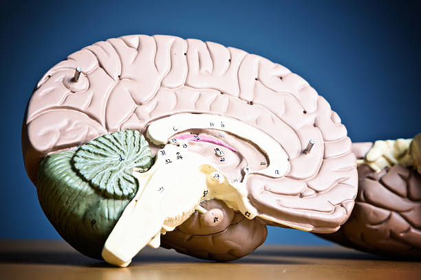 istock Bisected brain. Anatomical model of left cranial hemisphere 520975327