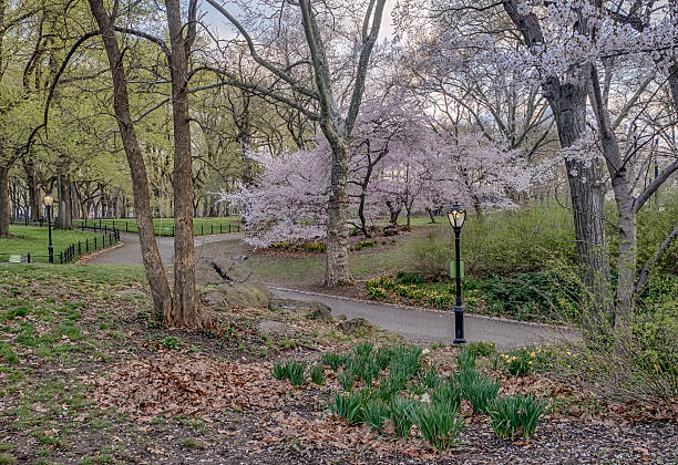 istock Central Park, New York City 520975354
