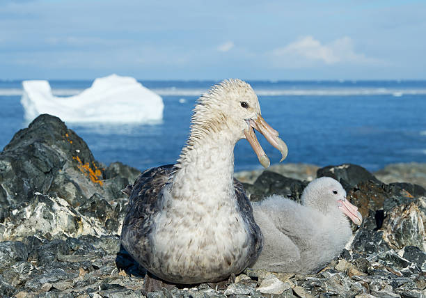 pétrel géant avec poussin dans le nid - fulmar photos et images de collection