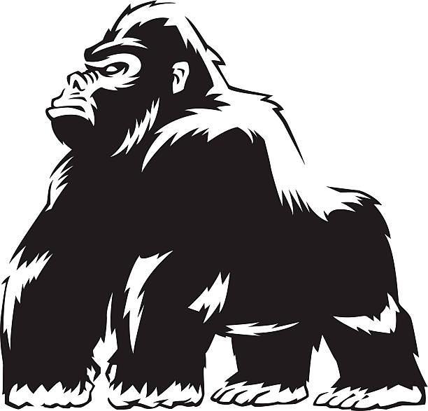 robuste gorilla - silberrucken gorilla stock-grafiken, -clipart, -cartoons und -symbole