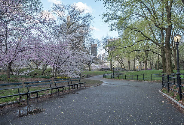 istock Central Park, New York City spring 520975568