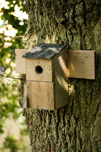 istock Wooden Bird Box on a tree trunk 520975629