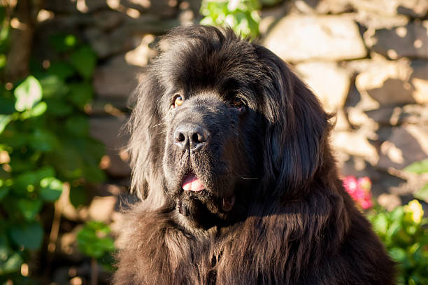 Newfoundland Dog Head The head and shoulders of a Newfoundland dog in front of a stone wall newfoundland dog photos stock pictures, royalty-free photos & images