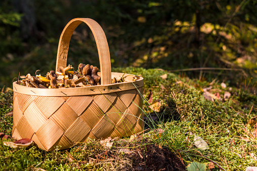 Sideview of a basket full of funnel chanterelles, Cantharellus tubaeformis, sittiing on the forest floor on a sunny September afternoon  in Sweden