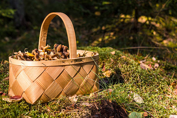 Basket full of funnel chanterelles, Cantharellus tubaeformis, sideview Sideview of a basket full of funnel chanterelles, Cantharellus tubaeformis, sittiing on the forest floor on a sunny September afternoon  in Sweden cantharellus tubaeformis stock pictures, royalty-free photos & images