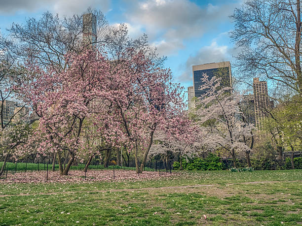 istock Central Park, New York City 520975872