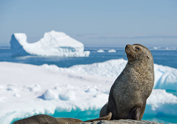 Antarctic fur seal resting on the stone Antarctic fur seal resting on the stone, with blue sky and icebergs in background, Antarctic Peninsula antartica stock pictures, royalty-free photos & images