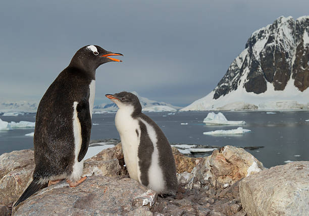 istock Gentoo penguin standing on the rock with chick 520976612