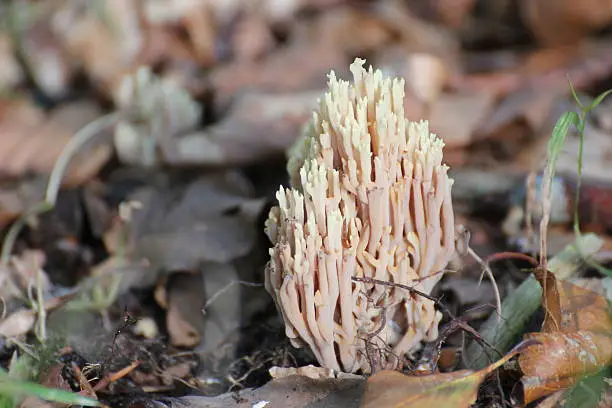 Coral mushroom (genus Ramaria) on the ground between leaves.