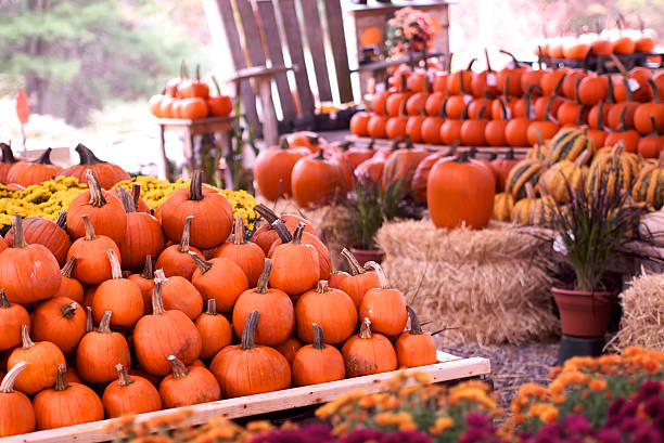 istock Pumpkins of all shapes and size 520977367