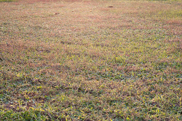 istock Shiny meadow field in purple sunlight 520977537
