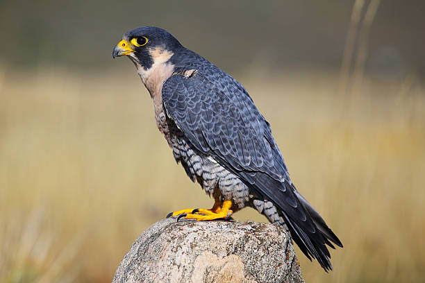 istock Peregrine falcon sitting on a rock 520977581