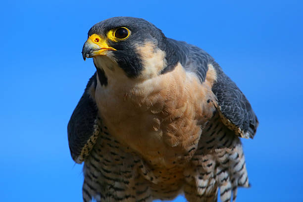 istock Peregrine falcon sitting on a stick 520977583