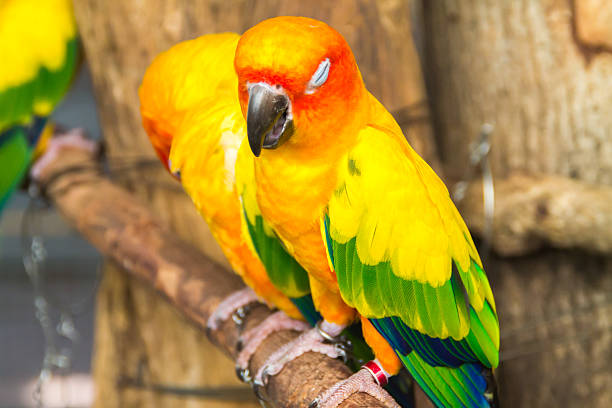 istock the macaw portrait on the branch 520977701