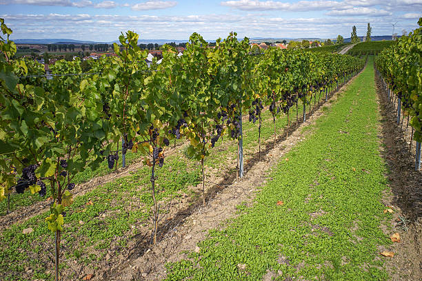 istock Vineyards Rhine Hessia Germany with blue vine shortly before harvest 520977764