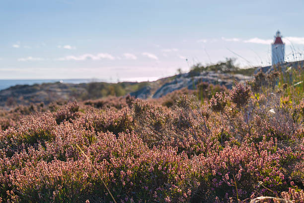 istock Calluna vulgaris, common heather, heather, ling 520977905