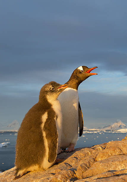 istock Gentoo penguin standing on the rock with chick 520978022