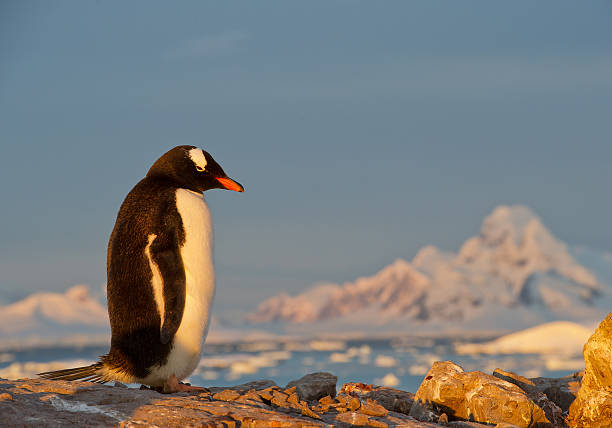 istock Gentoo penguin standing on the rock 520978276