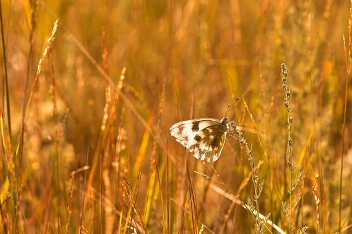 Prairie grass with a butterfly in the background in golden colors