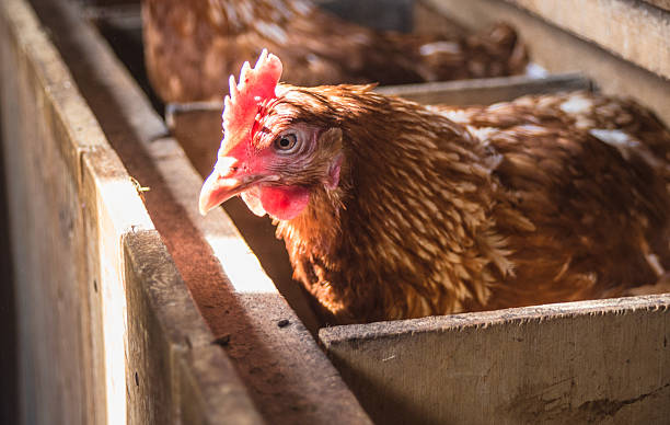 istock Hen in hen house 520978374