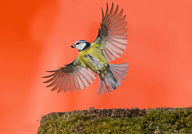 Eurasian blue tit in flight, with food in the beak, clean orangebackground, Czech Republic, Europe