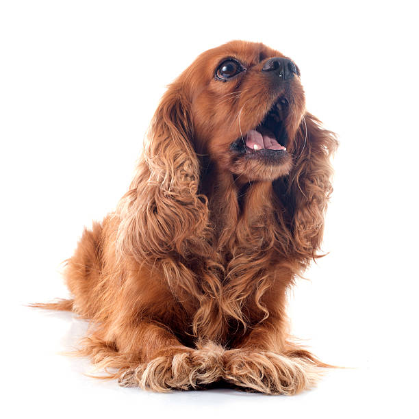 cavalier king charles cavalier king charles in front of white background barking animal sound stock pictures, royalty-free photos & images