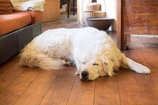istock Big white dog sleeps peacefully on wooden floor 520978650