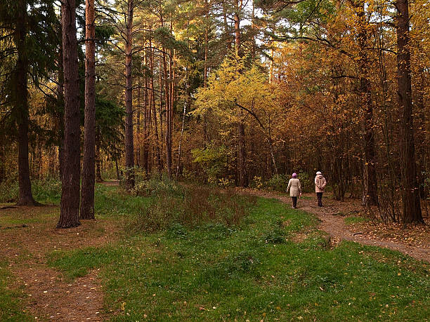 istock Walk in autumn wood 520978845