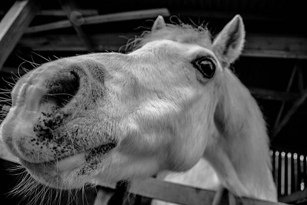 White Horse in a stable black and white stock photo