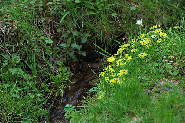 blurred hazelnut bloom with little creek in the background