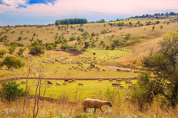 田園風景 autumn.alta murgia 国立公園：羊 grazing.プーリア)（イタリ��ア）。 - drumlin ストックフォトと画像