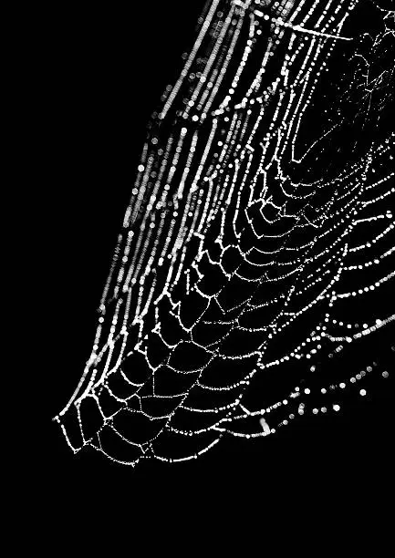Photo of Spider web on a black background
