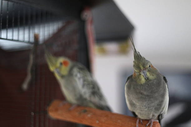istock Cockatiel Couple 520980479