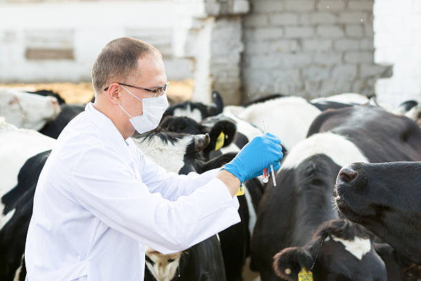istock veterinarian at  farm cattle 520980641